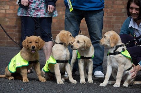 What’S The Problem At Irish Guide Dogs