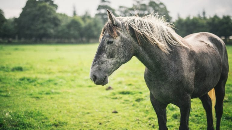 Gino Kenny Welcomes Decrease In Seizure Of Horses