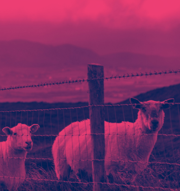 Two sheep behind a fence on a hillside with a bright cloudy sky behind them. Image has a red filter.